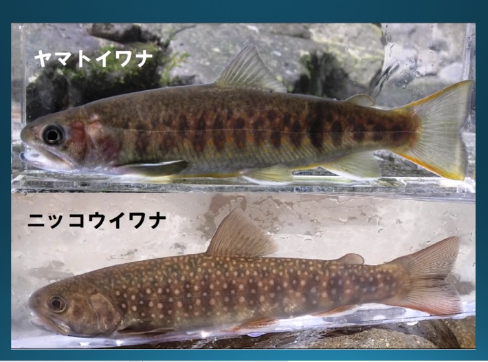 リニア騒動の真相６ 大井川のシンボル ヤマトイワナを救え 静岡経済新聞